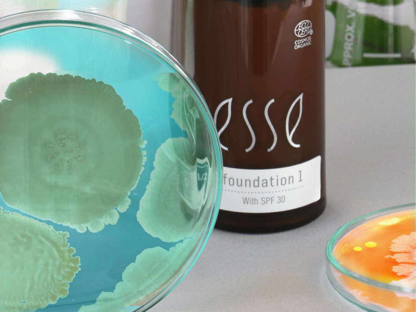Image showing cosmetic science products, featuring a clear bottle labeled "foundation" and several Petri dishes displaying various colored microbial cultures: one with blue-green colonies, another with orange, and others with different colored growths.