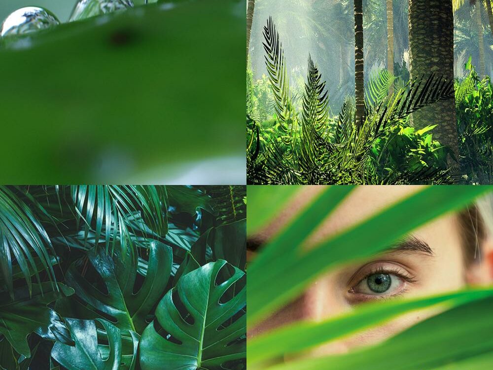 A collage of four images featuring close-ups of dew on leaves, sunlight filtering through lush rainforest foliage, a collection of vibrant green tropical leaves, and a person's eye peeking through leafy greenery. The word "Esse" appears in the bottom right corner.