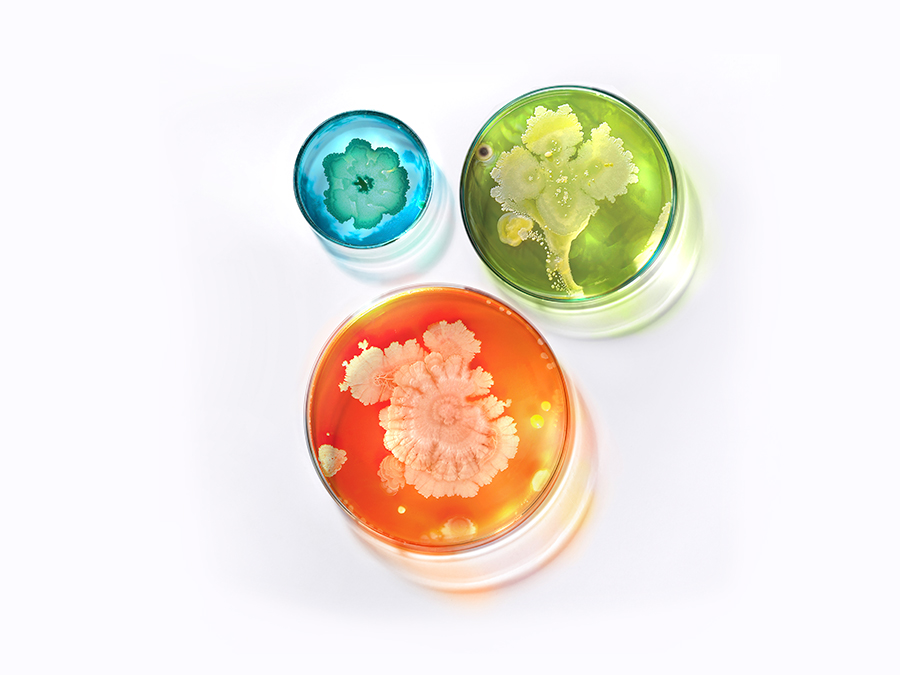 Three petri dishes display vibrant bacterial cultures. The top-left dish contains blue bacteria with a flower-like pattern, the top-right dish has green bacteria with a branching formation, and the bottom dish features orange bacteria with intricate, fractal-like growth.